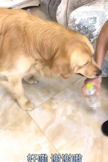 机灵鬼|主人吃零食渴了指使金毛去拿水，这货为了报复拿了桶20升的水来