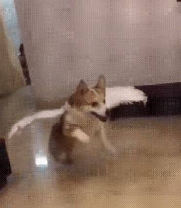 观点评论|网友家的柯基睡个觉太累，朋友给他推荐了一个狗用小翅膀，赞！