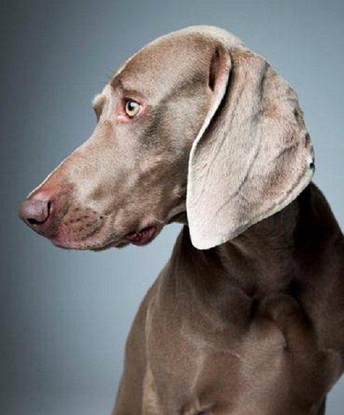 品种最好的猎狗 8eaac1f2fa814177b70e83a5b41e2d61.jpeg