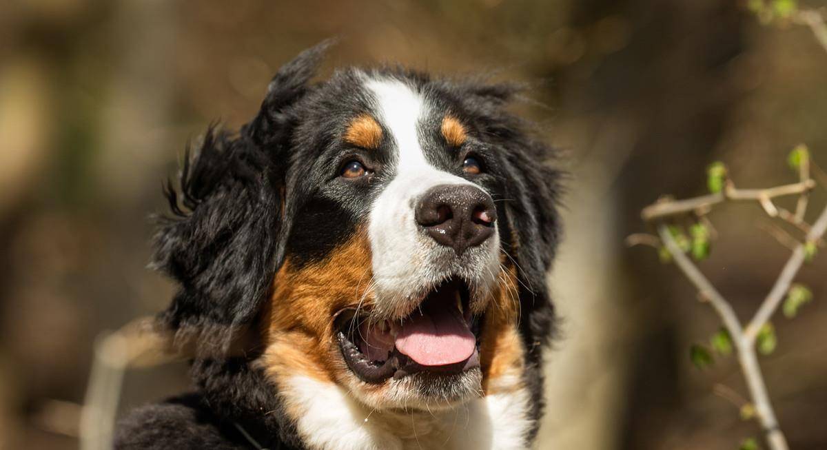 最容易患上癌症的六种狗狗 这需要主人更多地查看它们的健康情况 杜宾