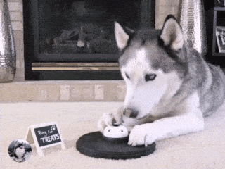 观点评论|网友训练二哈按铃，结果很快就后悔了，感觉二哈停不下来了