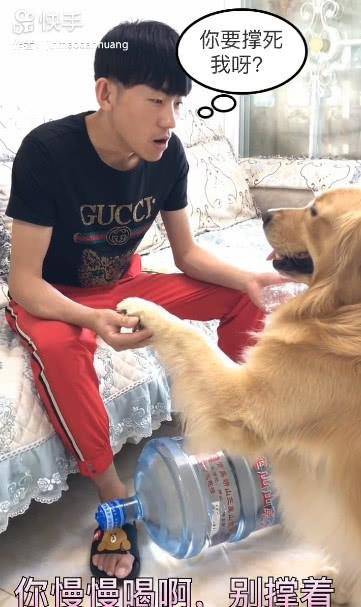 机灵鬼|主人吃零食渴了指使金毛去拿水，这货为了报复拿了桶20升的水来