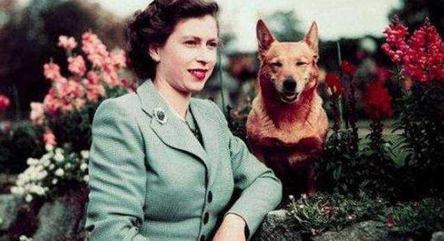 带着|英国女王的柯基都是“戏精”,眼神带戏,姿势抢镜!