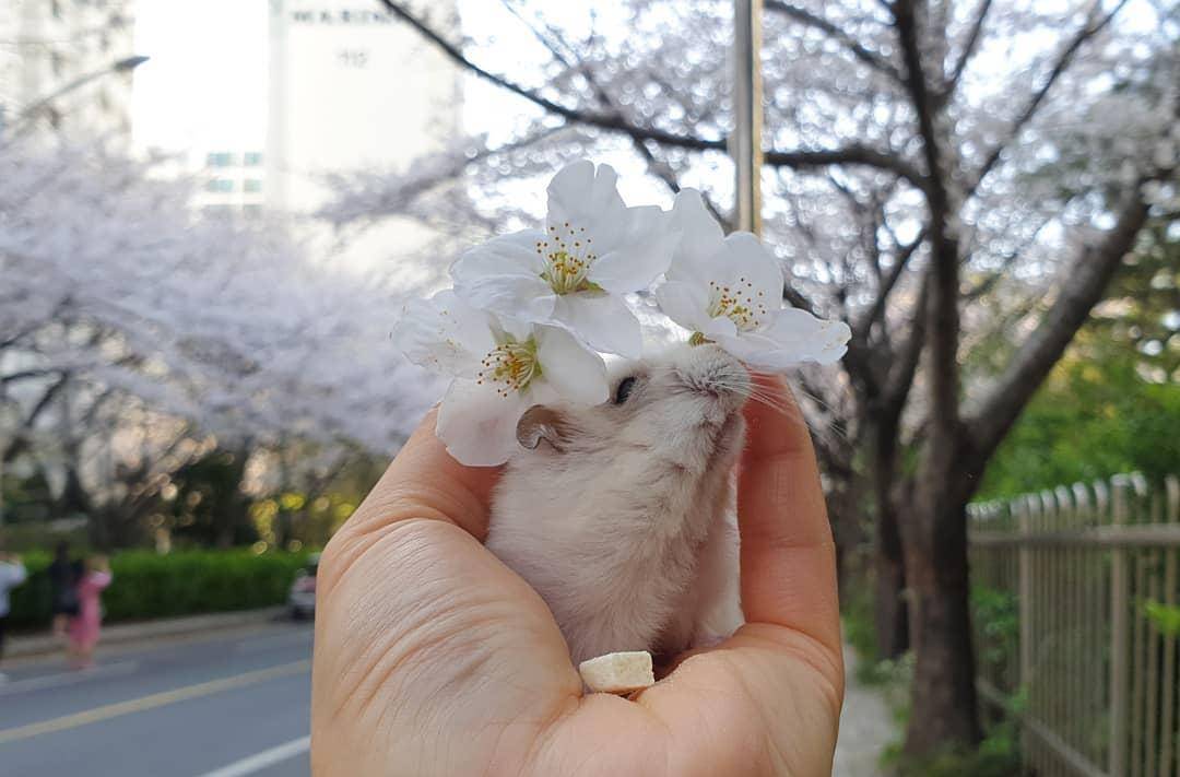 观点评论|一组樱花和仓鼠的合照,春天真好呀