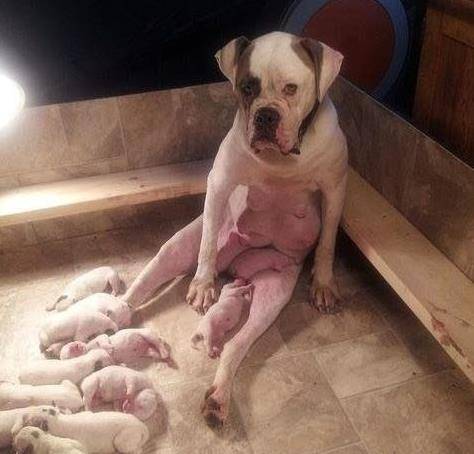 陪我玩|生了一窝小狗子后，狗妈妈的眼神里都是绝望，阿拉斯加却画风清奇