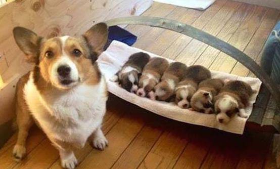 小狗|嘱咐男友帮狗崽洗澡，半小时后发来的照片让她怀疑人生：柯基树？