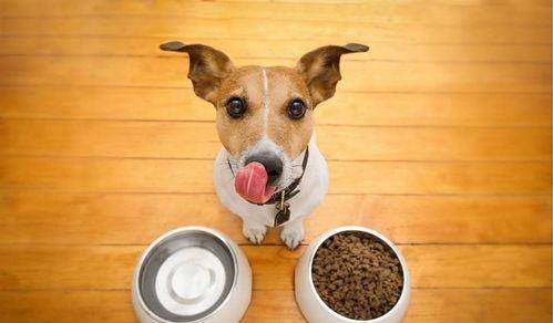 消毒液|养狗要备的9样“神器”，快来看看你缺了哪一样？