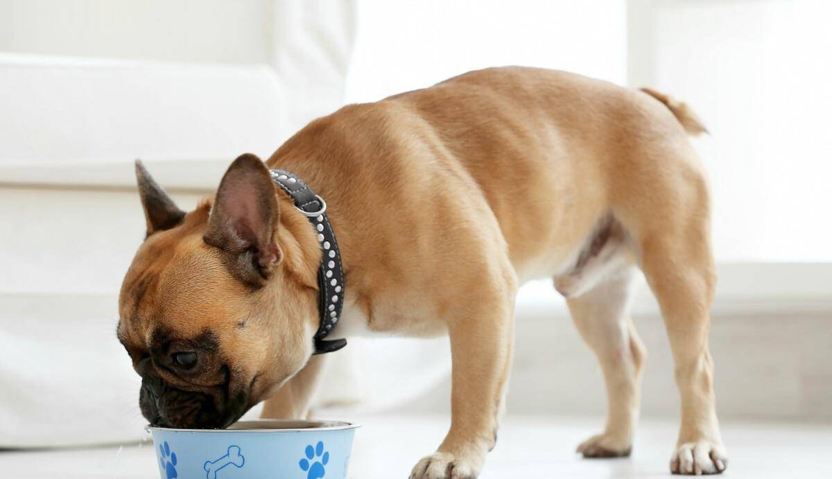 消毒液|养狗要备的9样“神器”，快来看看你缺了哪一样？