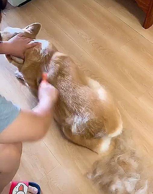 小狗|主人给掉毛基梳毛,掉毛量惊人!主人:感觉梳下来了一只狗的毛!