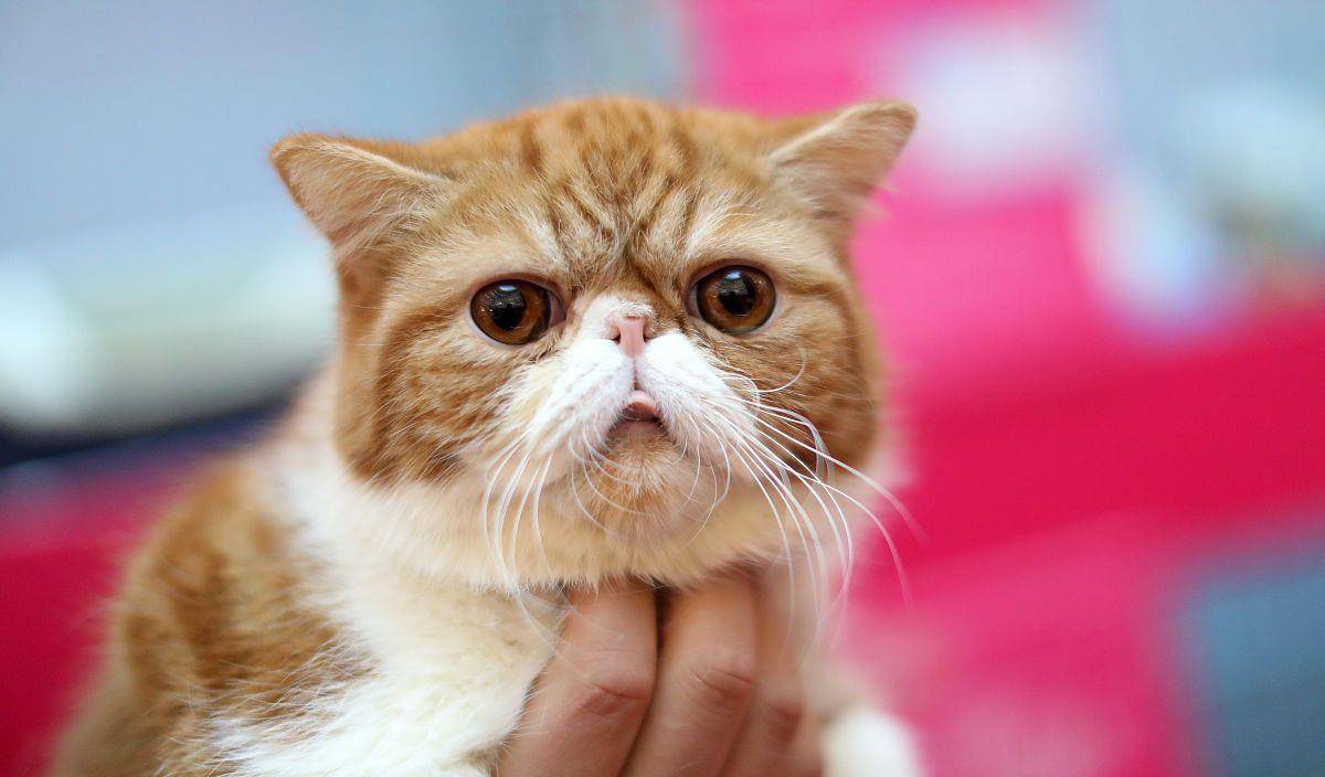 猫咪|有哪些品种猫的颜值超高，让人一见倾心？