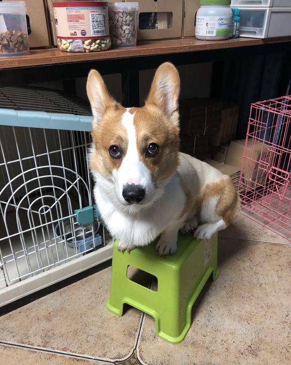 伴儿|主人觉得柯基自己在家无聊，给它找了伴儿，汪：心情大好！