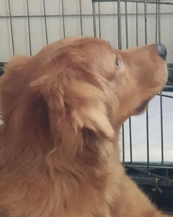 智商|主人的早餐不见了,金毛犬不承认,说它还不高兴了