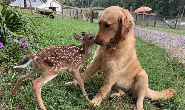 什么|像人类一样去互动,这些可爱的小动物简直成精啦