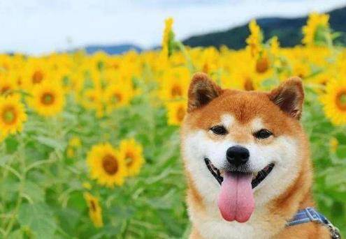 女王|中小型短毛狗品种有哪些?有一种深受女王喜爱,成为王室宠物