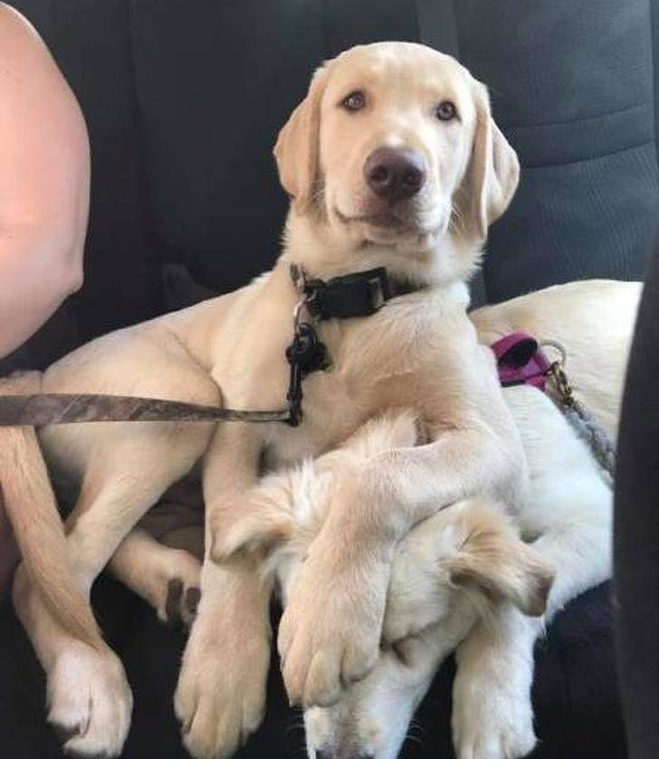 什么|像人类一样去互动,这些可爱的小动物简直成精啦