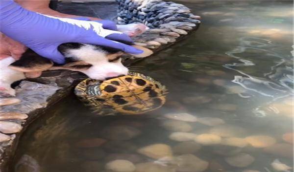 才让|小柯基调戏乌龟被咬到舌头，通过灌辣椒水才龟口脱险，差点成哑巴