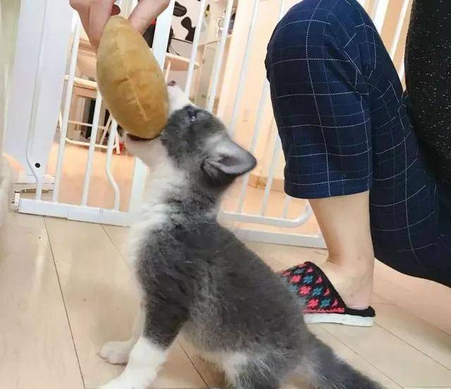 狐狸怎么养啊 90e22e6b0e6144b688ab67724fe34fe6.jpeg