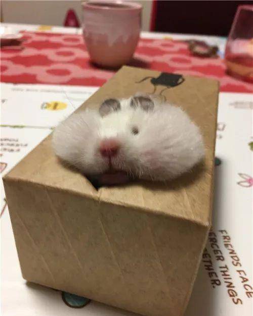 什么|日本网友晒“仓鼠”萌照圈粉，满屏圆滚滚，太可爱了