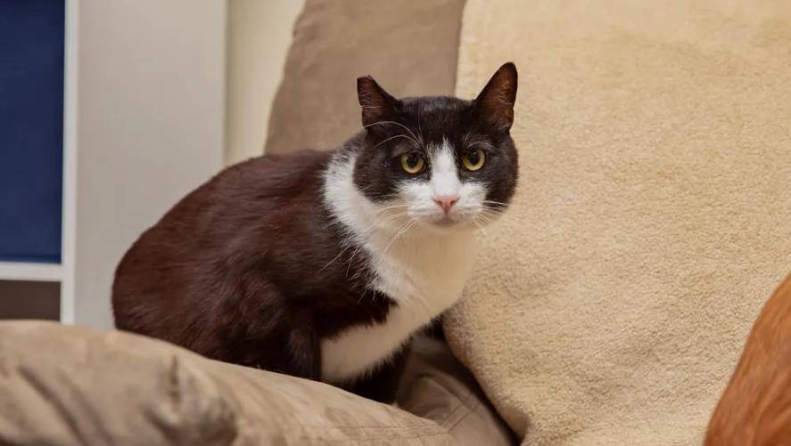 猫咪|家中小猫吃里爬外偷跑出门,原来是找邻居家狗狗,分享自己的零食