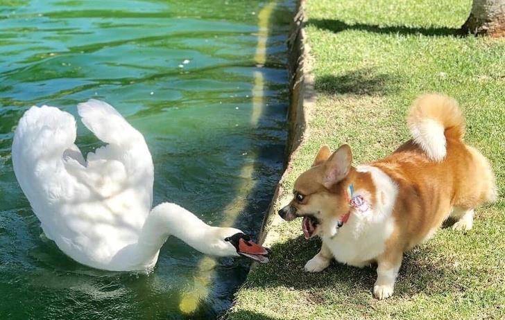 什么|像人类一样去互动,这些可爱的小动物简直成精啦