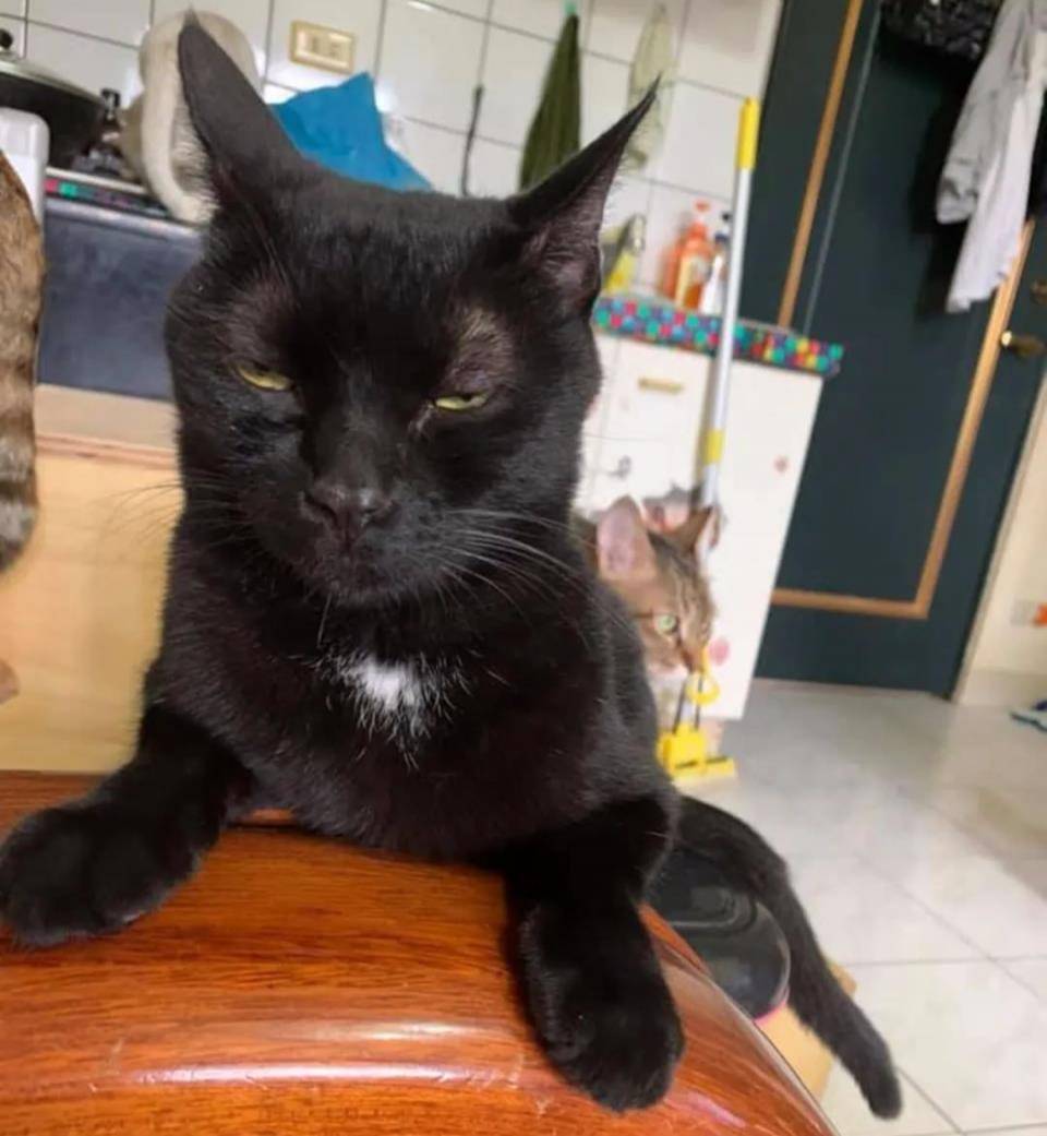 什么|主人究竟做了什么？竟让家里17只猫狗瞬间聚集来“讨债”