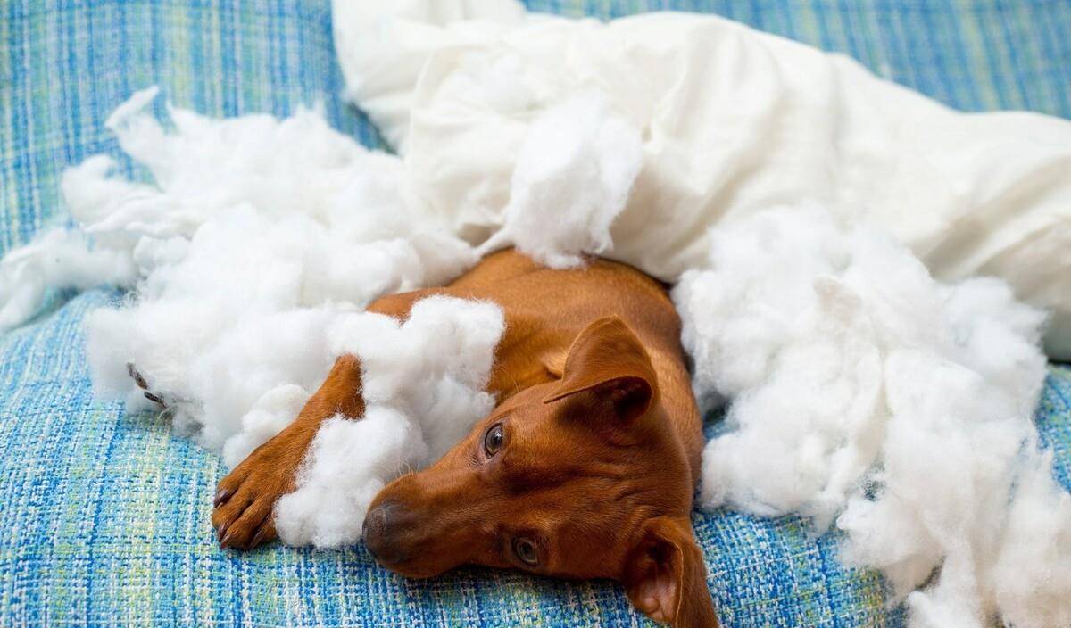 怎么教狗狗不乱咬东西 db1bdb6934634d5c9716d8ba87e7a4a6.jpeg