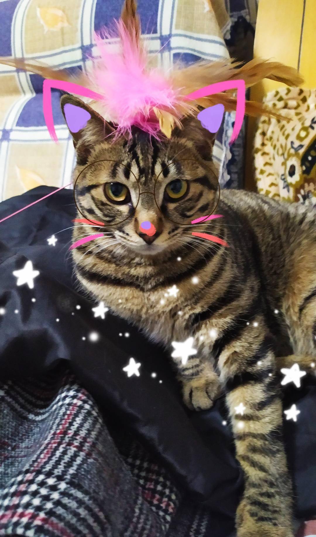 因为|为什么猫咪在你刚回家以后会特别黏你，一会儿就不行了呢