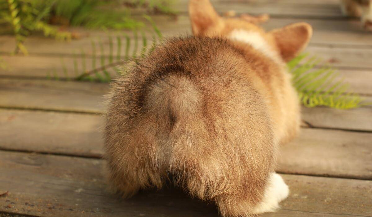 治愈|为什么柯基大受欢迎,原因都在这里