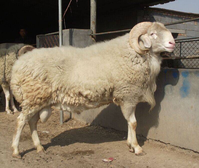 羊瘦吃不胖是什么原因?做好这三点