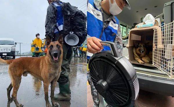 天氣炎熱,為了讓體力透支的搜救犬更好的休息,還會為它們準備好消暑的