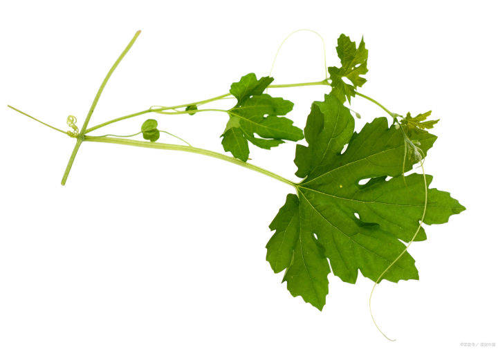 不知如何养出好的苦瓜资产监控技术帮你解决问题