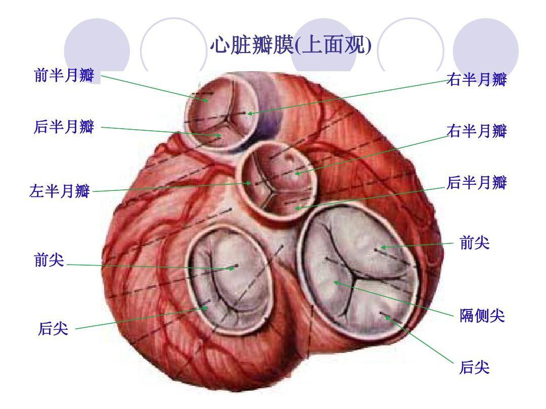 总是怀疑自己得了心脏病别吓唬自己了先看看有没有如下症状
