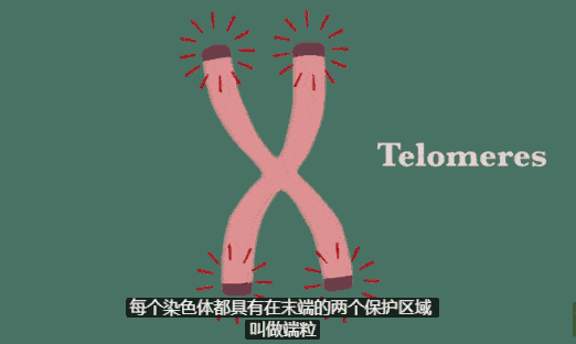 阉割后寿命长 科学家证实 公羊阉割后寿命增加六成 那男人呢 哺乳动物