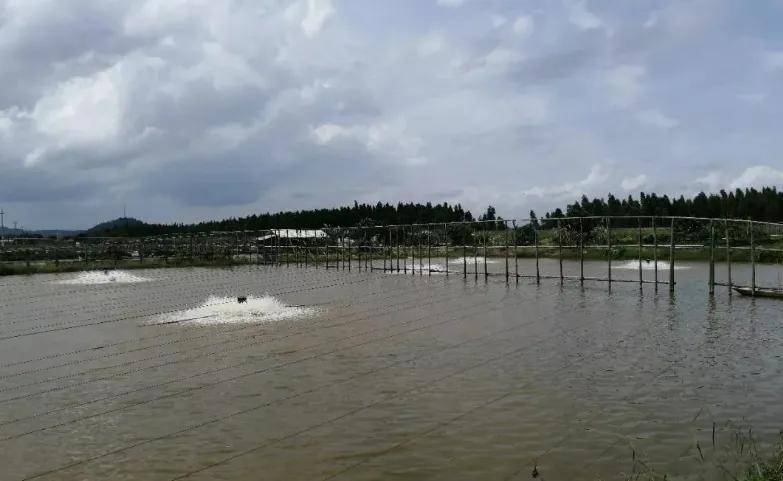 高温期"八角笼"挑战,加州鲈养殖烂身,肠炎,出血病!成王败寇,如何出招?