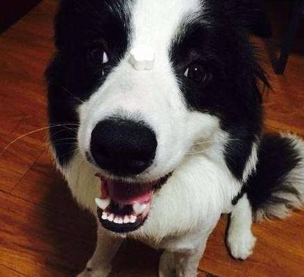 因为|关于边境牧羊犬几个“秘密”,看完很多人改观,直呼想养一只!