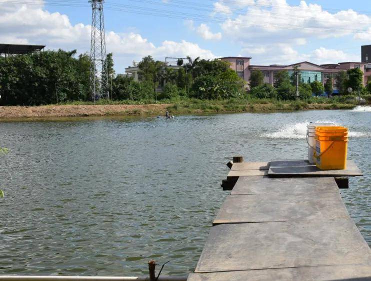 高温期"八角笼"挑战,加州鲈养殖烂身,肠炎,出血病!成王败寇,如何出招?