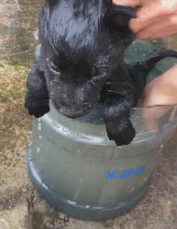 小土狗第一次洗澡, 害怕想逃, 主子揪狗子耳朵拚命潑水! 萌趣萌寵 第2张