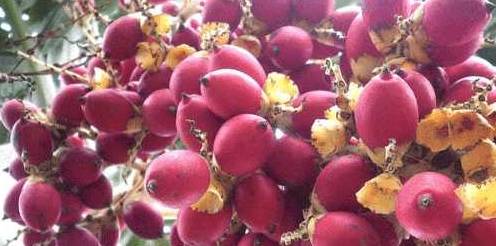 饮食|女性晚上当零食吃一把此物，一个月下来，肠胃更健康，气色更红润