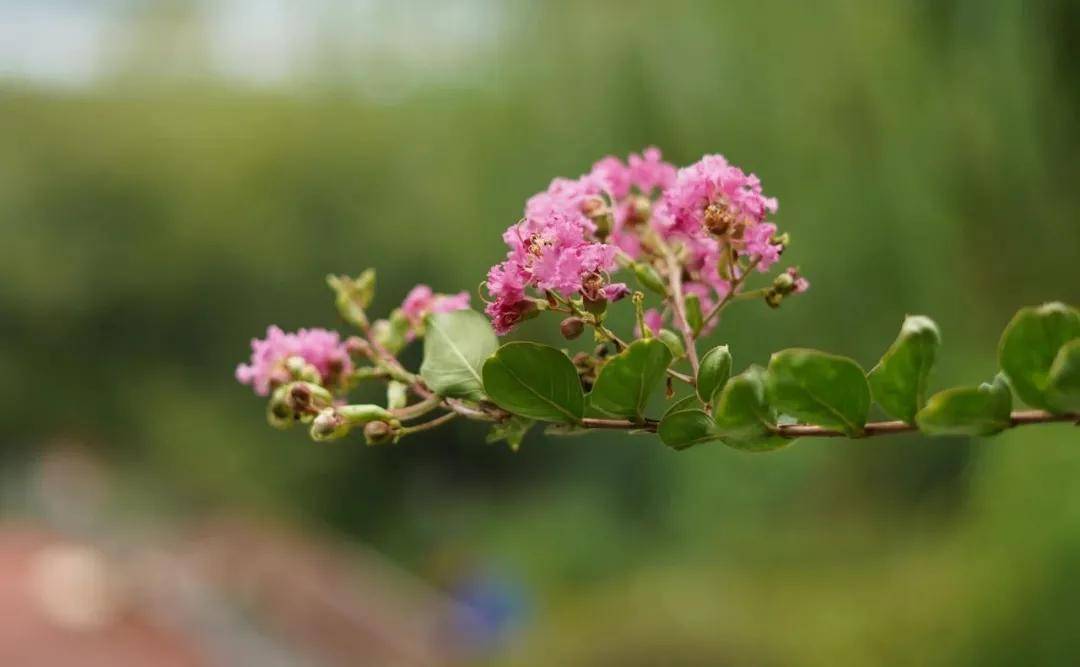 二十首夏风诗词 吹走炙热烦闷 吹来清凉舒适 风中
