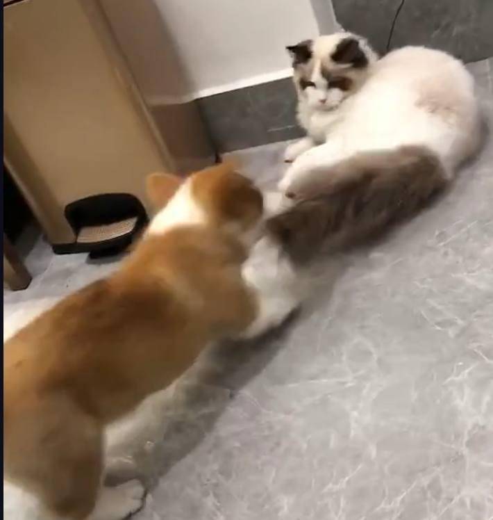 因为|柯基咬住布偶猫的尾巴, 大哥你知道你这一口值多少钱吗