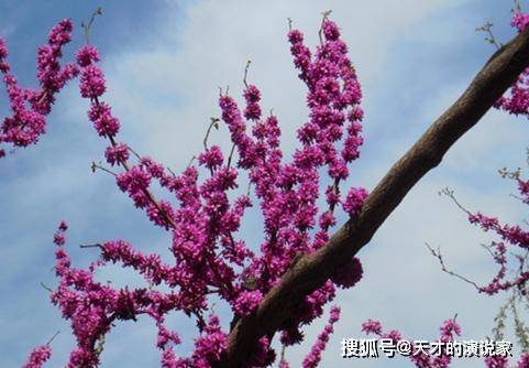 3677h Com 4月19日 邂逅美好爱情 桃花旺则感情浓的生肖