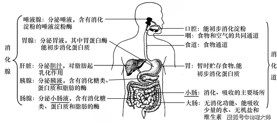 男女生生殖系统的结构功能和作用(男女生殖系统结构和功能教育小孩的区别)-第2张图片-鲸幼网