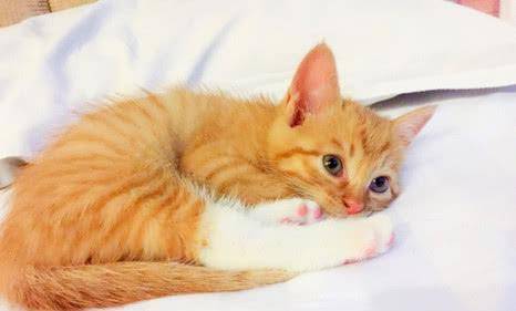 猫的性格特点分析 3fcaf7be5b0f41249922c543dea3edab.jpeg