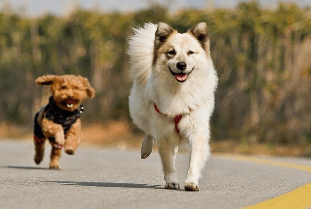 排名第一的犬