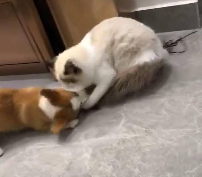 因为|柯基咬住布偶猫的尾巴, 大哥你知道你这一口值多少钱吗