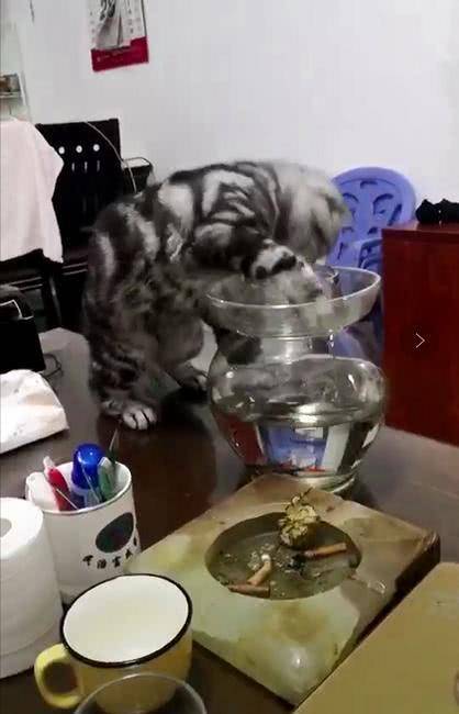 貓咪偷魚不要臉, 把魚缸都掀翻了, 網友: 小命要緊啊 萌趣萌寵 第2张