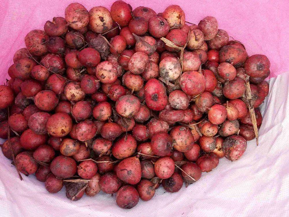 原创俗称地瓜泡儿时一挖几十斤农村娃当零食吃如今价值不菲