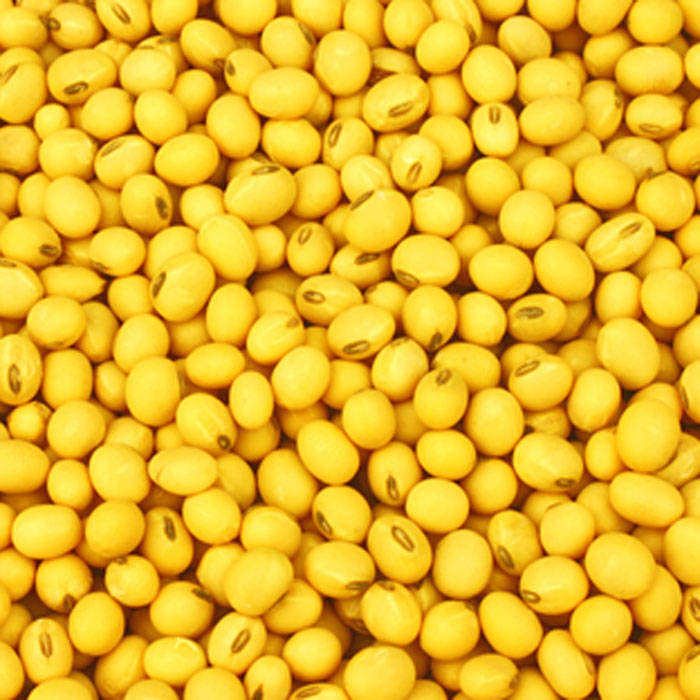 黄豆和黑豆是两种不错的养发食物,这两种食物当中的植物性蛋白含量