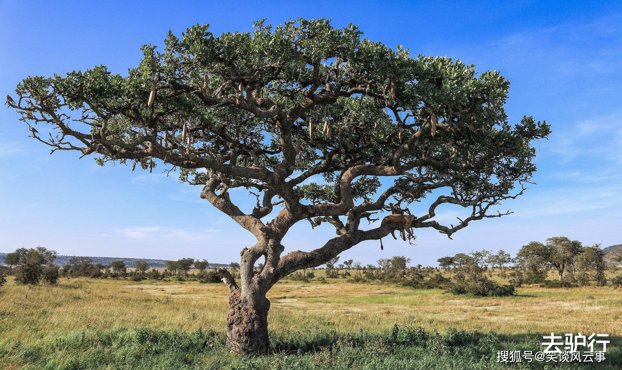 会长“香肠”的非洲树：生吃被禁止，被土著部落视为圣树
