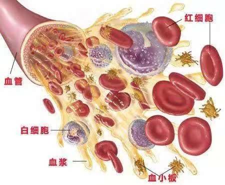 皮肤|医者解读 | 如何预防化疗后血小板减少引发的出血?